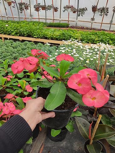 Digər bitkilər: Saksıda dekorativ çiçəkli bitkilər - Növ: Euphorbia milii (Tac-ı — 1