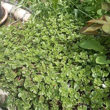 Другие садовые цветы и кустарники: Продаю разные цветы,злаковые: овсяница сизая,мискантус от 200с — 22