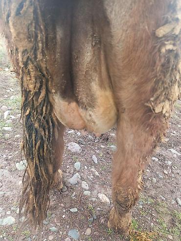 Коровы, быки: Продаю | Корова (самка) | На откорм | Привязанные — 4