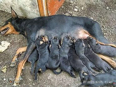 doberman itləri: Doberman, 1 ay, Dişi, Ödənişli çatdırılma — 1