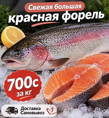 софлер масло: Свежая большая красная форель - Цена: 700 с за кг - Форматы: целая — 1