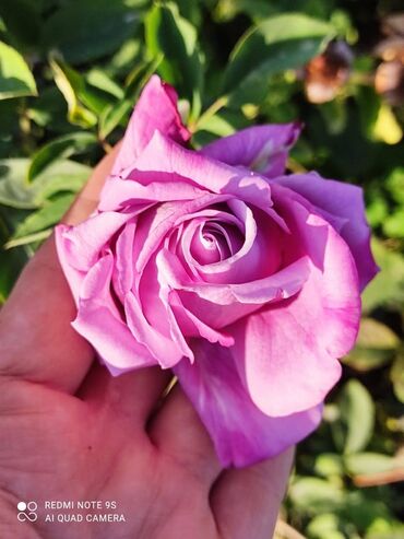 Садовые цветы и кустарники: Саженцы цветка: Розы — 23