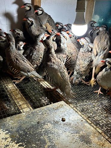 barred rock: Məhsul: Dağ kekliyi (Alectoris chukar) – sürü halında Təsvir: - — 2