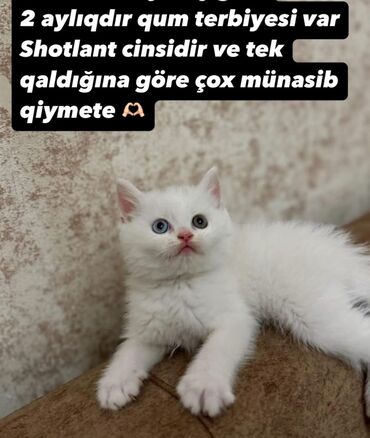 şotland pişiki: Şotland, Erkək, Yaxşı əllərə, Ünvandan götürmə