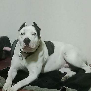 İtlər: Amerikan buldoqu, Erkek, Peyvəndli — 8