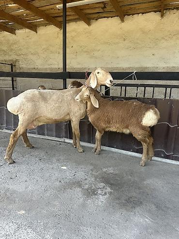 бараны аршан: Продаю | Овца (самка) | Арашан | Для разведения | Племенные — 4