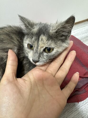 донской сфинкс кошка: Котёнок, очень ласковая, окрас черепаховый (серо-бежевый дымчатый с