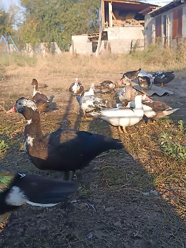 Продаю Мускусные утки (индоутки) at lalafo.kg Продаю Мускусные утки (индоутки)