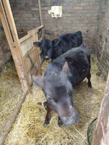 срочно продаю в связи с переездом: Продаю | Тёлка | Для разведения