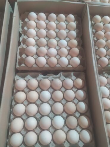 синяя птица: Продаётся куриные яйца s1 а также есть доставка