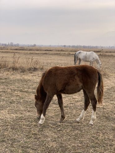 Лошади, кони: Продаю | Кобыла (самка) | Рабочий — 9