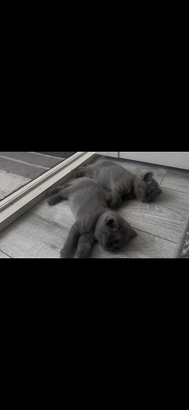 котенок британский: Британские короткошёрстные котята, окрас сплошной голубой (blue). - — 1