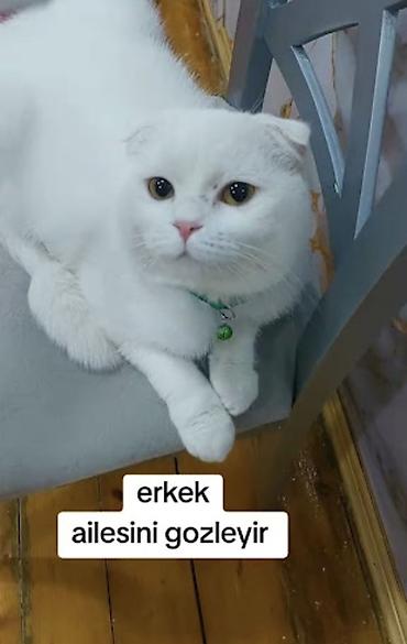 dişi it adlari azeri: Şotland yastı qulaq, Erkək, Yaxşı əllərə, Ödənişli çatdırılma — 3