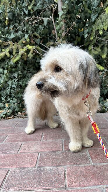 Отдам даром собаку: Собака даром: Дворняжка, 2 года, Самец, С прививкой — 3