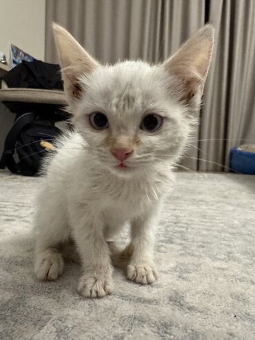 домики для котят: Ургаачы