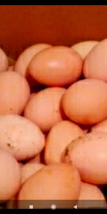 куплю кур несушек: Яйца на инкубацию Куриные Кучинских кур французских голошеек