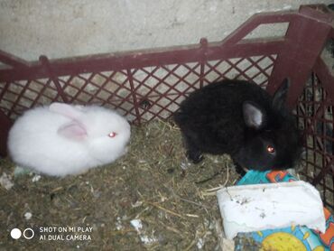 Dovşanlar: Dovşan karlik dovşanlar balalar 1 aylığ Krolik karlik zayciki Aslan — 11