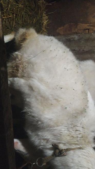 Козы, козлы: Продаю | Коза (самка) | Зааненская | Для разведения — 10