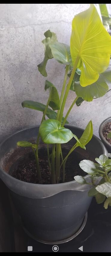 Otaq bitkiləri: Məhsul: Otaq gülləri (saksıda) Təsvir: - Şəkillərdə müxtəlif — 12