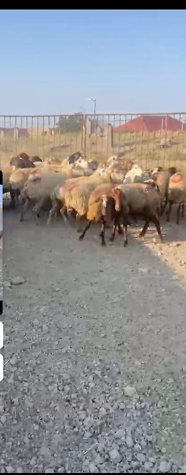 ev heyvanlarının satışı: 30 Eded qoyundu 1 Eded qoç 15 ededi birinci qarinidi 15 ededi ise — 1