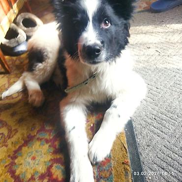 Отдам даром собаку: Собака даром: 5 месяцев, Самец, С прививкой — 9