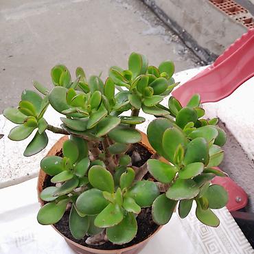 kiraye 1 otaq evler: Pul ağacı (Crassula ovata) – saksıda, çoxbudaq, ətli yarpaqlı — 2