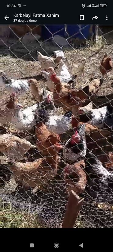 Toyuqlar: Ünvan Mastaga 3ayliq 10Azn