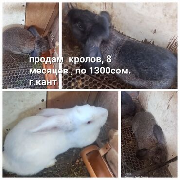 золотистый ретривер цена бишкек: Кролики, возраст 8 месяцев. Окрдас: серый, чёрно‑серый и белый