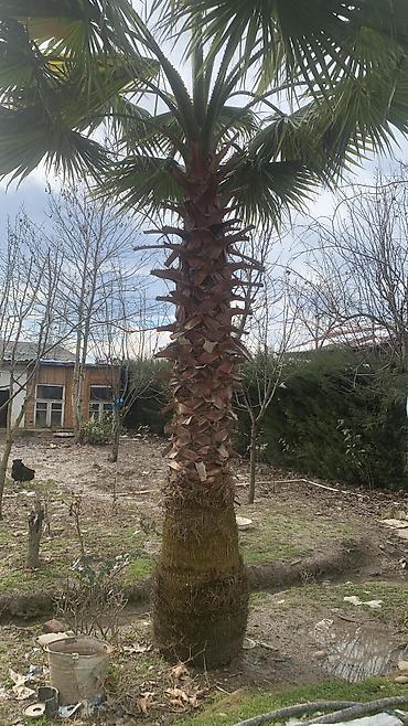 Ağaclar: Məhsul: Dekorativ palma ağacları (Trachycarpus/Vindozaya bənzər yelpik — 4