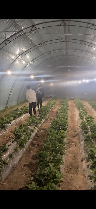 Теплицы: Тепличный комплекс каркасного типа - Арочные теплицы на металлическом — 1