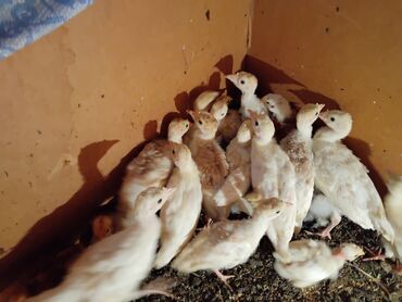 кой акур: Индюшата породы Турецкая палевая . Возраст месяц . Откормленный