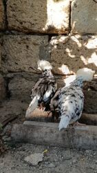 Toyuqlar: Başlıq: Rahibə 3 aylıq – 2 ədəd, 55 AZN, real alıcı narahat etsin -da lalafo.az — 7 Toyuqlar: Başlıq: Rahibə 3 aylıq – 2 ədəd, 55 AZN, real alıcı narahat etsin — 7