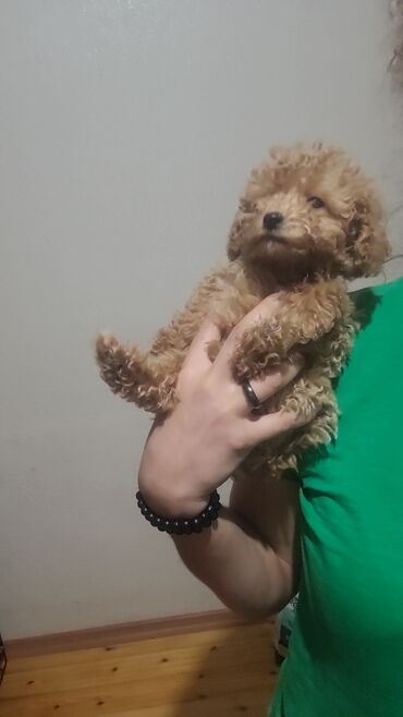 İtlər: Pudel, 2 ay, Peyvəndli, Pulsuz çatdırılma — 5