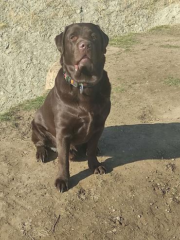 Вязка собак: Вязка: Лабрадор-ретривер, Самец, 5 лет, С родословной — 14