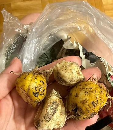 Дом и сад: Луковицы рябчика императорского (Fritillaria imperialis) — сорта с — 3