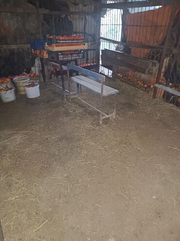 Divan və kreslo dəstləri: Yeni, Divan, 2 kreslo -da lalafo.az — 28 Divan və kreslo dəstləri: Yeni, Divan, 2 kreslo — 28