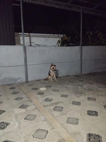 İtlər: Alman çoban iti — 12