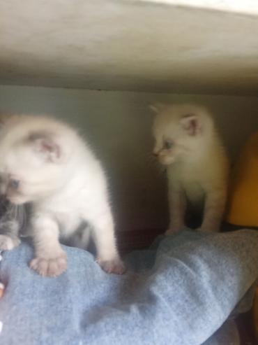 Продажа кошек: Котята с голубыми глазами - Помёт из нескольких котят: светлые — 6