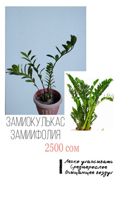 продаю дерево: Продаю комнатные растения Замиокулькас ( денежное дерево) -2500 сом