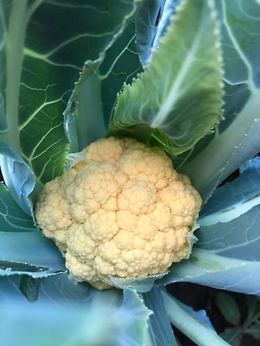 Удобрения и садовая химия: Удобрение Самовывоз — 15