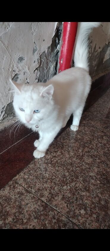 золотистый ретривер цена: Ağ tüklü, uzun tüklü ev pişiyi - Tamamilə ağ rəngli, yumşaq və sıx