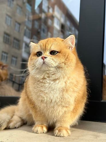 Продажа кошек: Британская короткошёрстная, 10 месяцев, Мальчик, Золотая шиншилла — 7