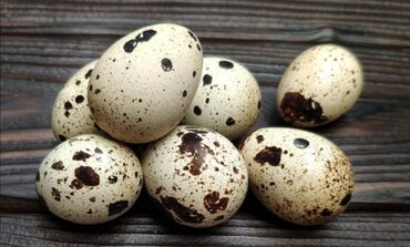 Куры, петухи: Продаю | Инкубационные яйца