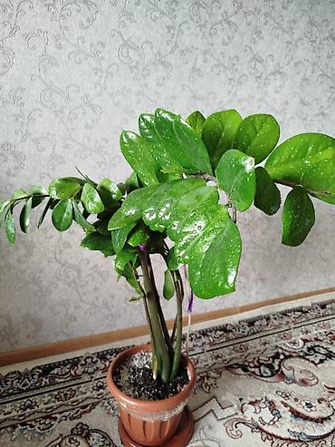 Срочно!!!!! Замиокулькас (долларовое дерево) в горшке. - Куст из