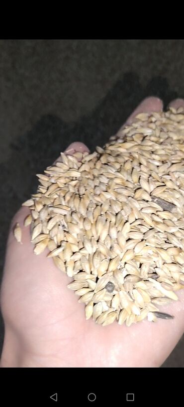 продаю дойных коров: Ячмень фуражный (сыпучий навалом) - Крупное зерно, очищенное от