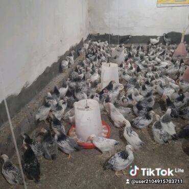 Mal-qara: Toyuq, Adler, Ətlik, Pulsuz çatdırılma