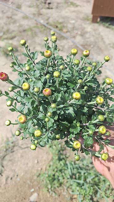 bezek bitkisi: Xrizantema (Chrysanthemum) bəzək kolları – çoxrəngli sortlar - — 2