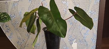 gence baki: Filodendron “Red emerald ” (qapalı bitki) - Dekorativ iri, parlaq — 1