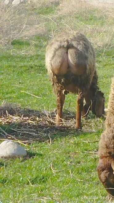 Баран, овца: Продаю | Овца (самка) | Для разведения | Матка — 22