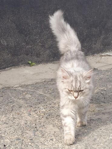 Коты: Продаю кошку примерно 1-2года очень красивая ласковая порода Сибирская